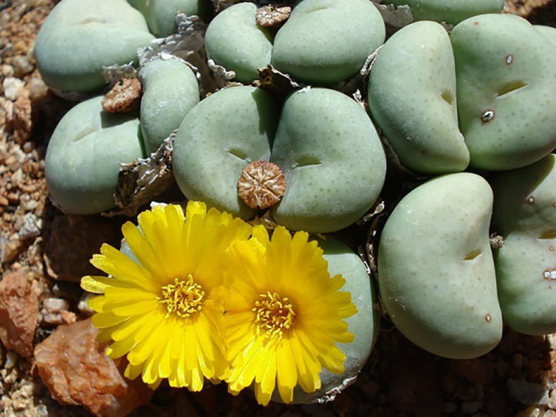 Conophytum flavum (Yellow Cone Plant)