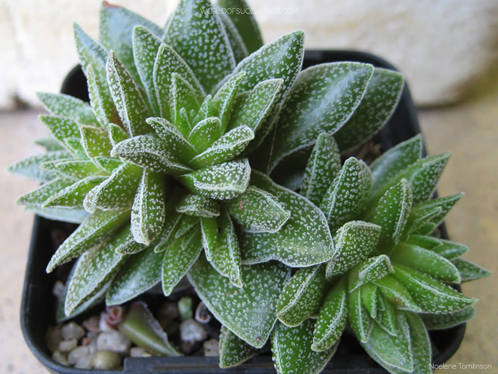 Crassula 'Frosty'