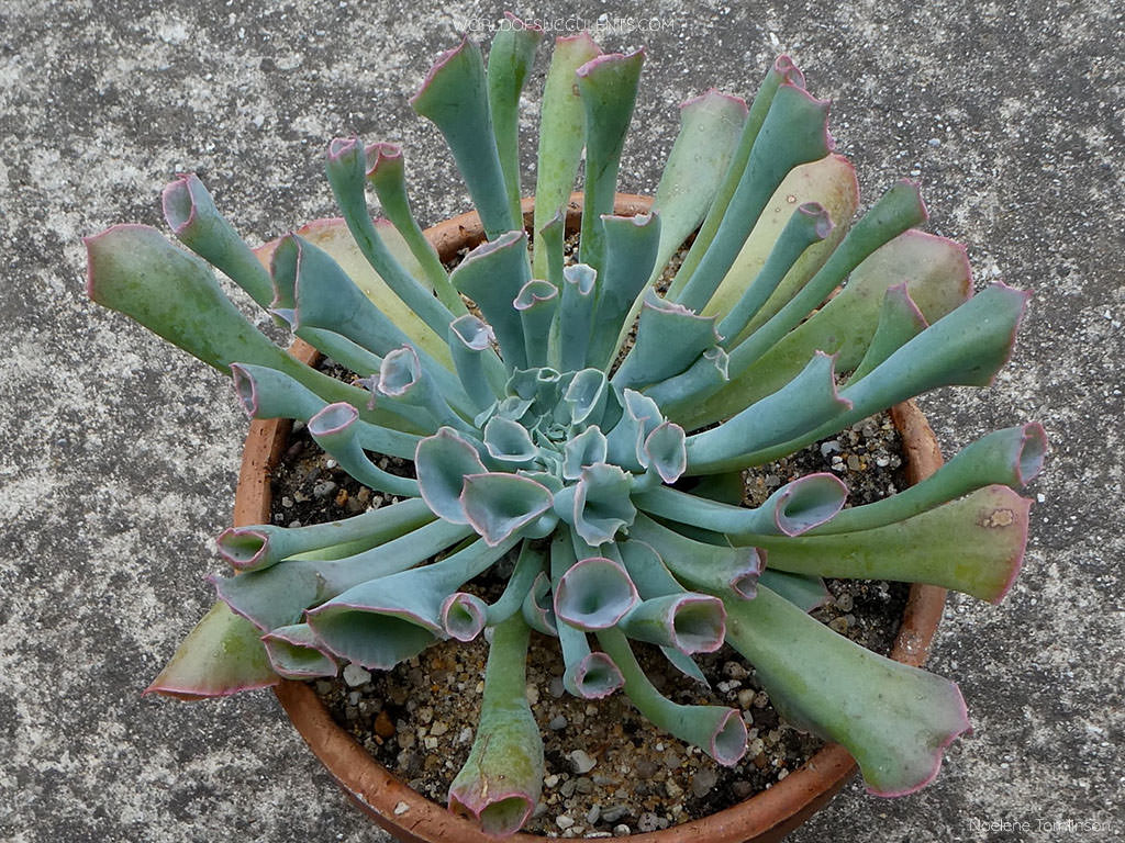 Echeveria 'Trumpet Pinky'