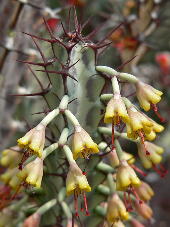 Euphorbia greenwayi