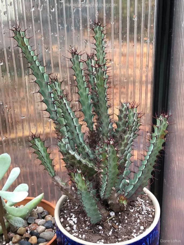 Euphorbia greenwayi