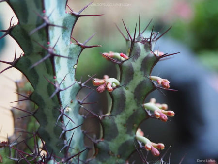 Euphorbia greenwayi - World of Succulents