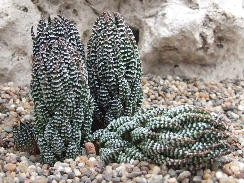 Haworthiopsis reinwardtii var. brevicula aka Haworthia reinwardtii var. brevicula