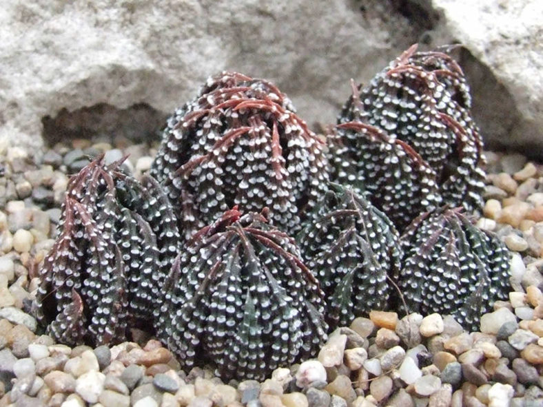 Haworthiopsis reinwardtii var. brevicula aka Haworthia reinwardtii var. brevicula