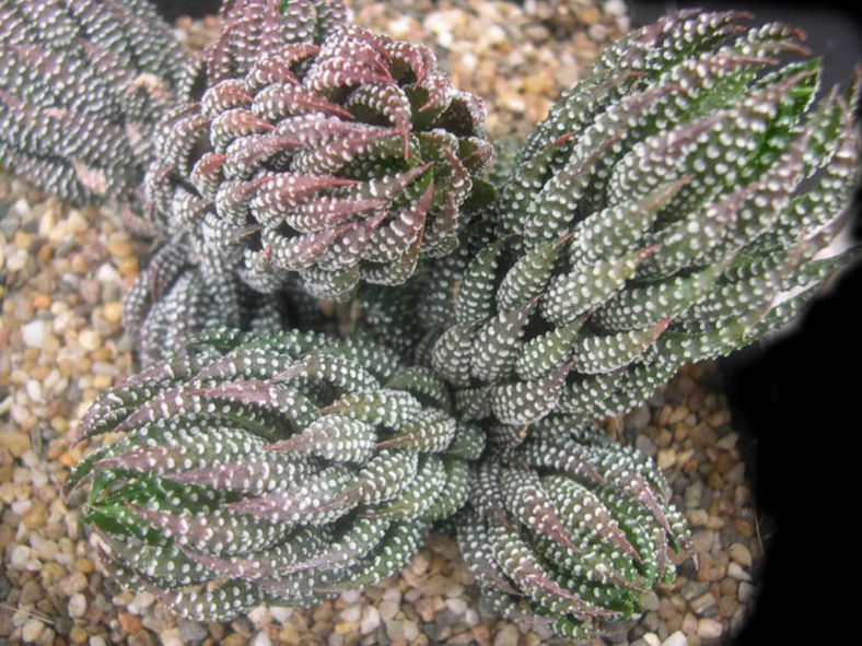 Haworthiopsis reinwardtii var. brevicula aka Haworthia reinwardtii var. brevicula