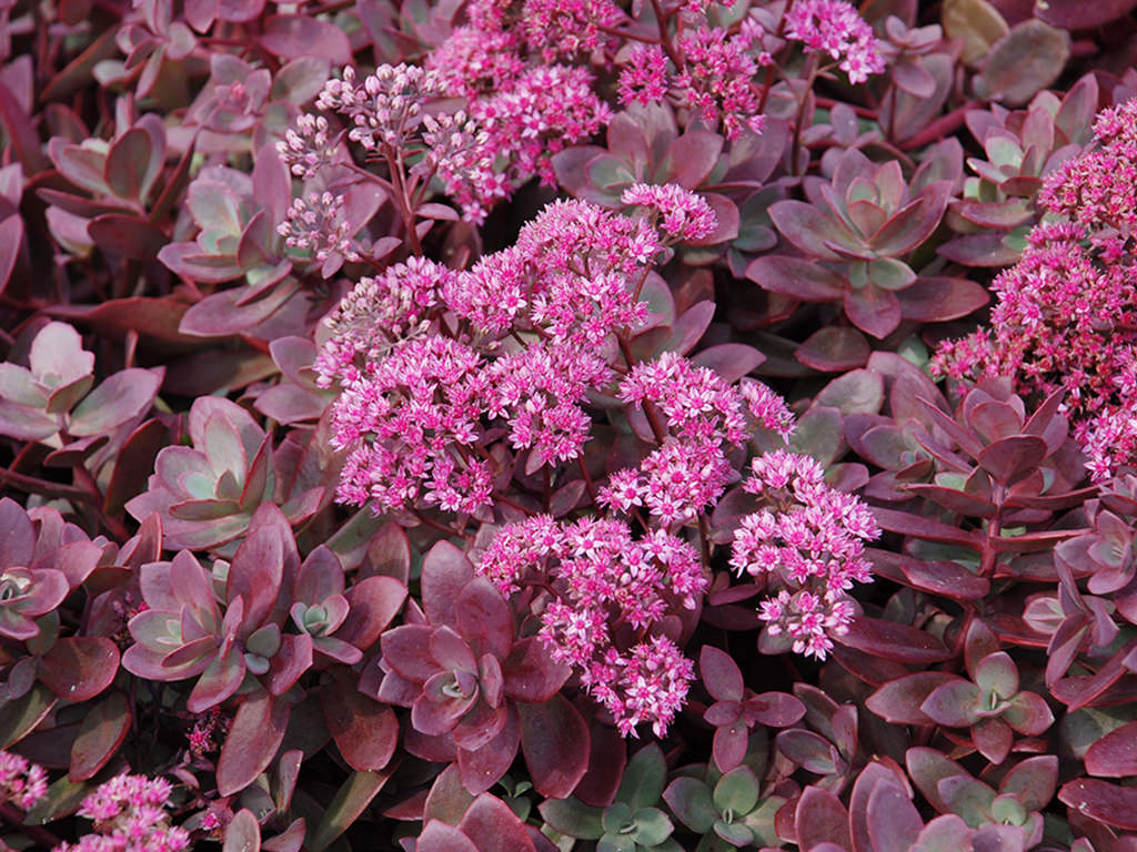 Hylotelephium 'Firecracker' aka Sedum 'Firecracker'