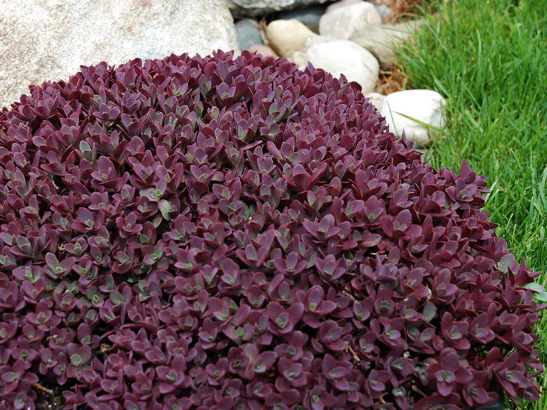 Hylotelephium 'Firecracker' aka Sedum 'Firecracker'