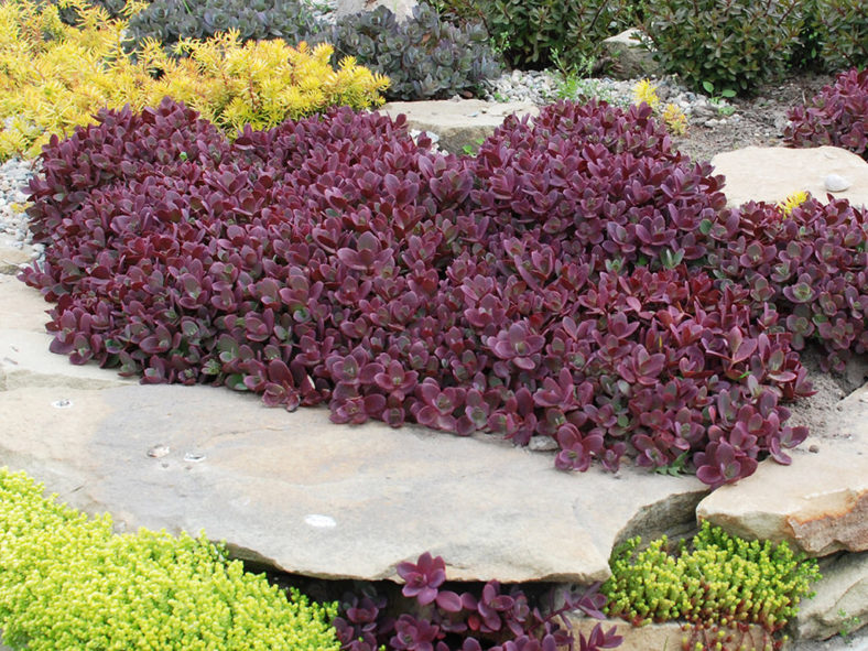 Hylotelephium 'Firecracker' aka Sedum 'Firecracker'