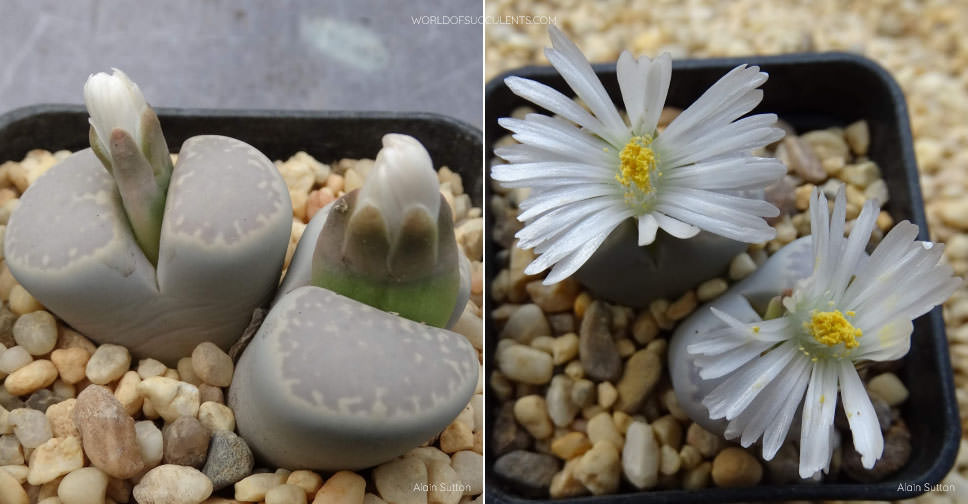 Lithops Stories: Akadama & Kanuma substrate