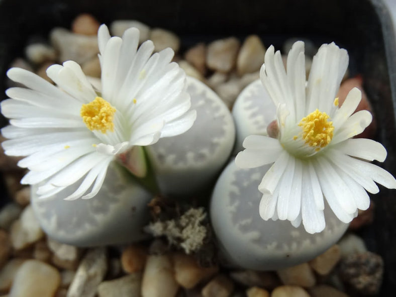 Lithops karasmontana subsp. amicorum aka Lithops amicorum