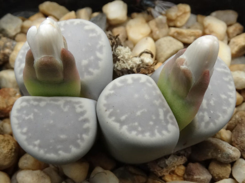 Lithops karasmontana subsp. amicorum aka Lithops amicorum