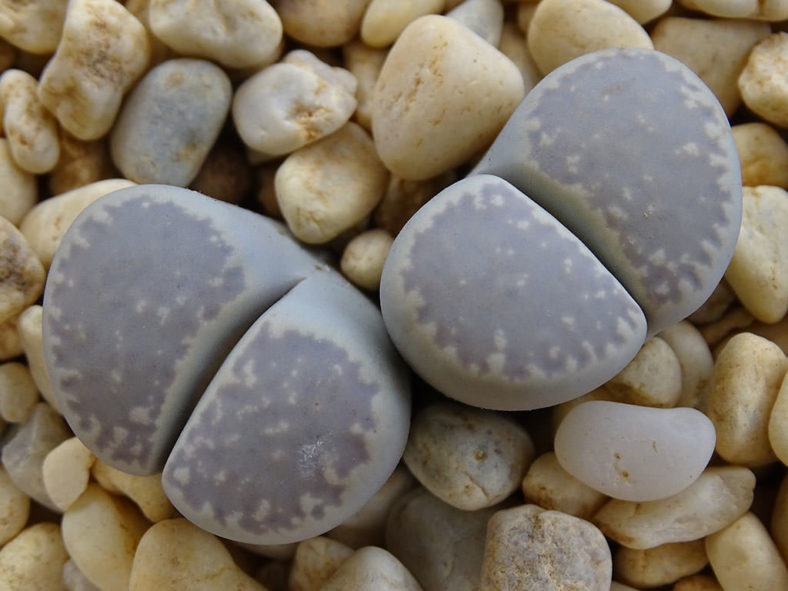 Lithops karasmontana subsp. amicorum aka Lithops amicorum