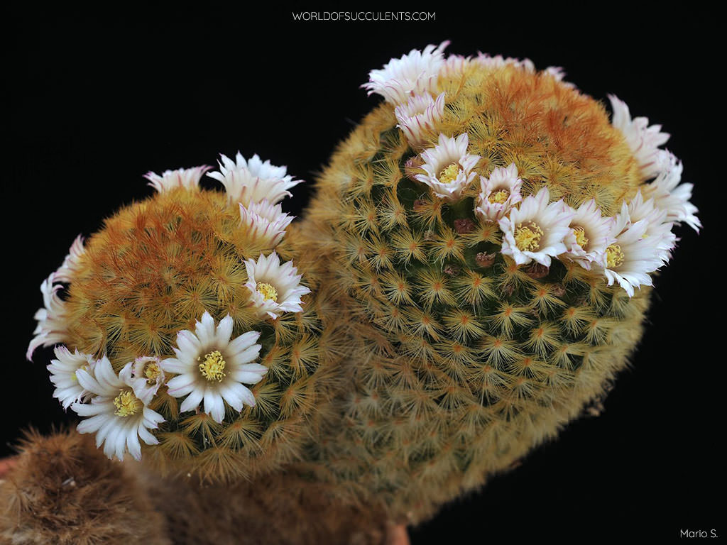 Mammillaria carmenae (Carmen Pincushion Cactus)