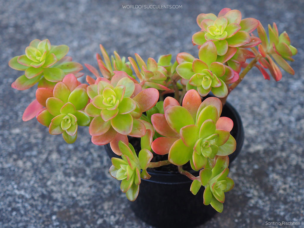 Sedum kimnachii