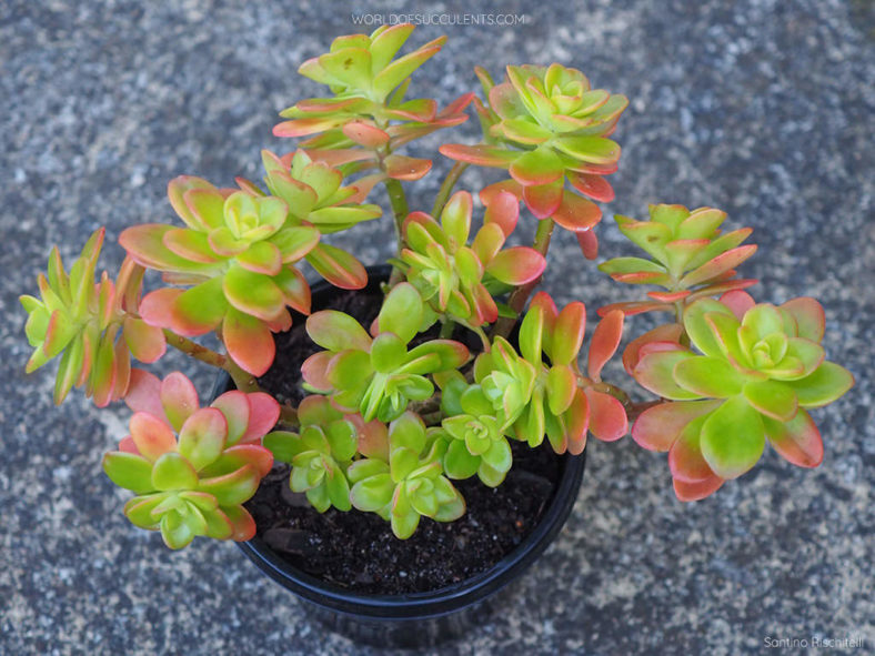 Sedum kimnachii