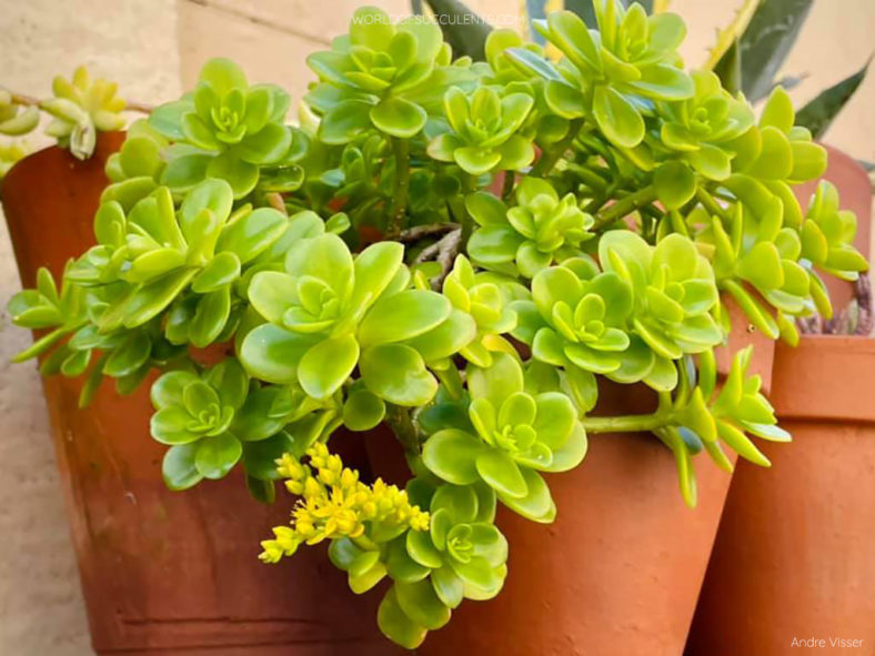 Sedum kimnachii