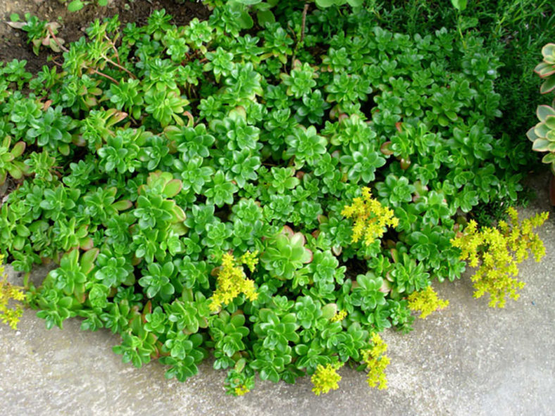 Sedum kimnachii