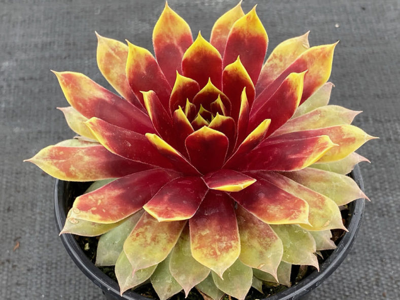 Sempervivum 'Gold Mine'