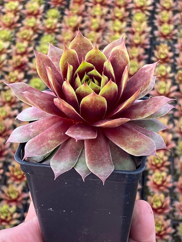 Sempervivum 'Gold Mine'