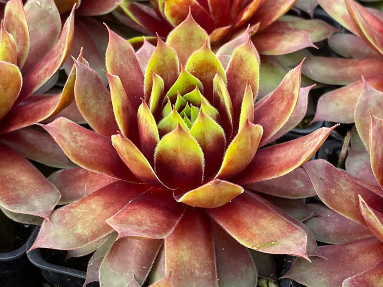 Sempervivum 'Gold Mine'