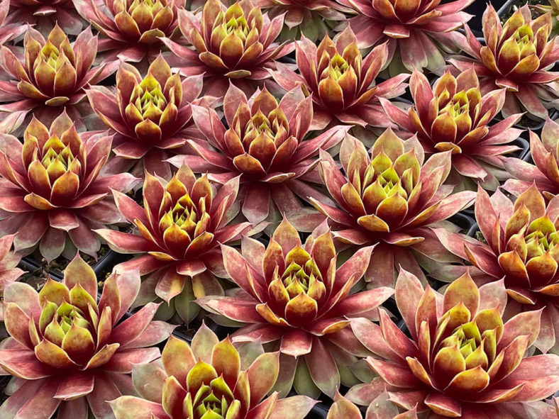 Sempervivum 'Gold Mine'