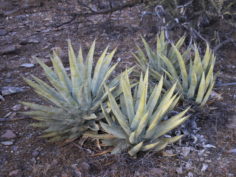 Agave cerulata