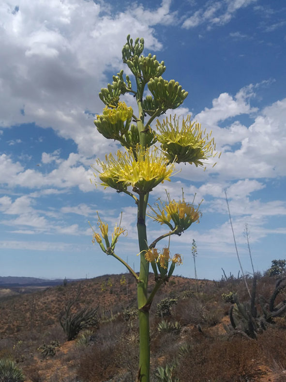 Agave cerulata