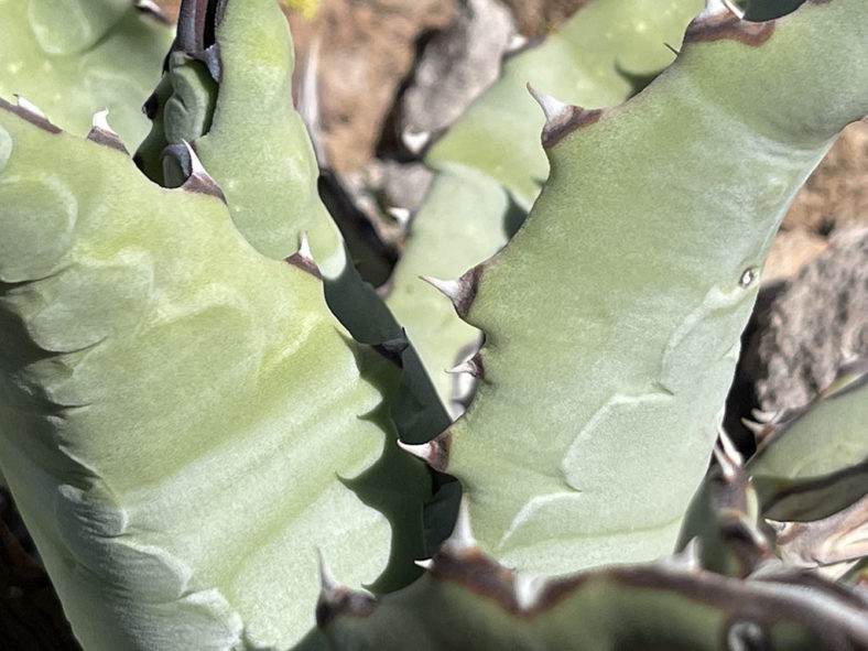 Agave cerulata