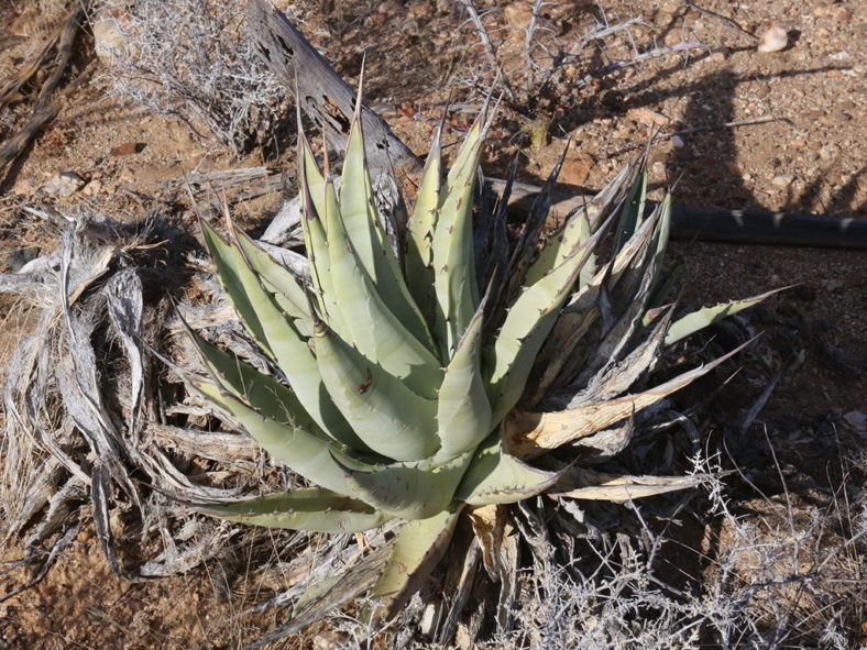 Agave cerulata