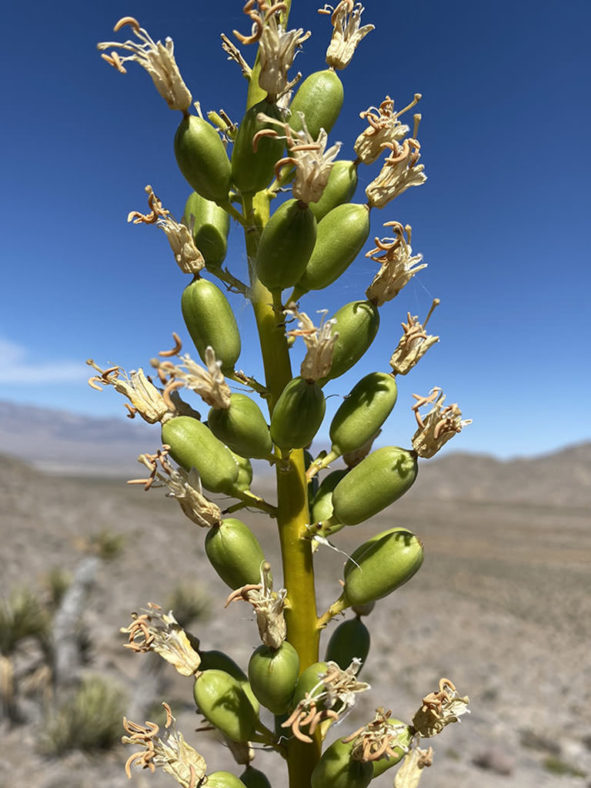 Agave utahensis var. nevadensis (Clark Mountain Agave)