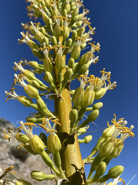 Agave utahensis var. nevadensis (Clark Mountain Agave)