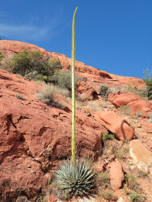 Agave utahensis var. nevadensis (Clark Mountain Agave)