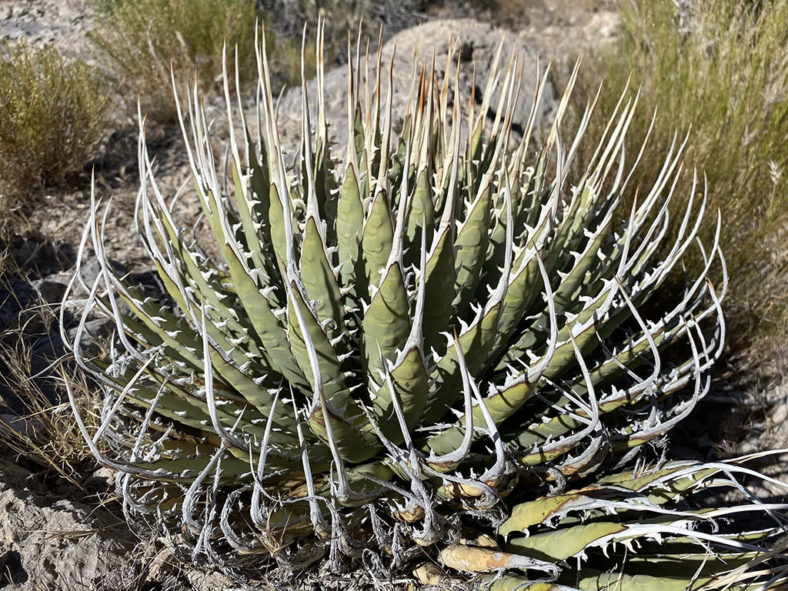 Agave utahensis var. nevadensis (Clark Mountain Agave)