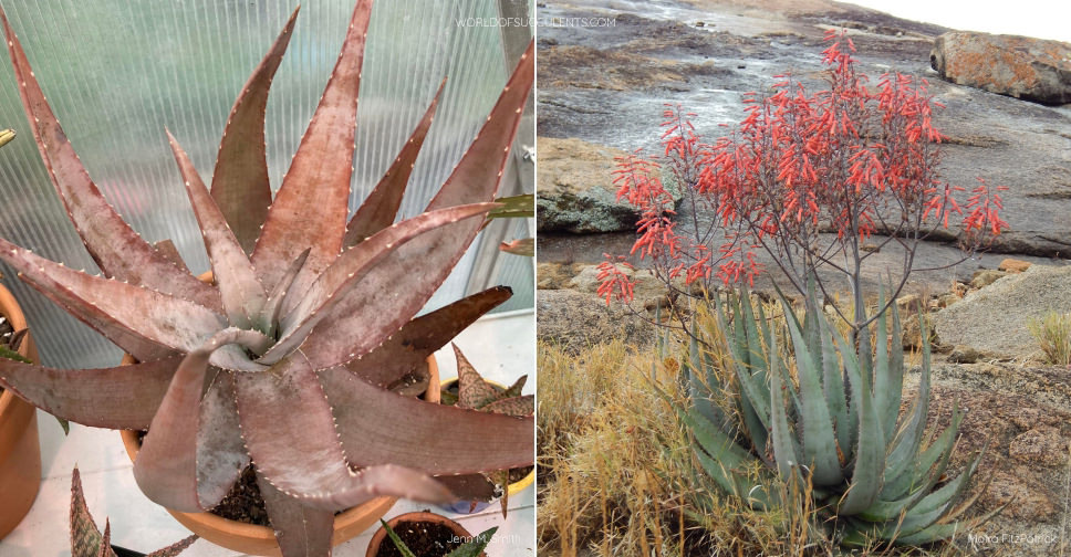 Aloe chabaudii var. chabaudii - Wikispecies