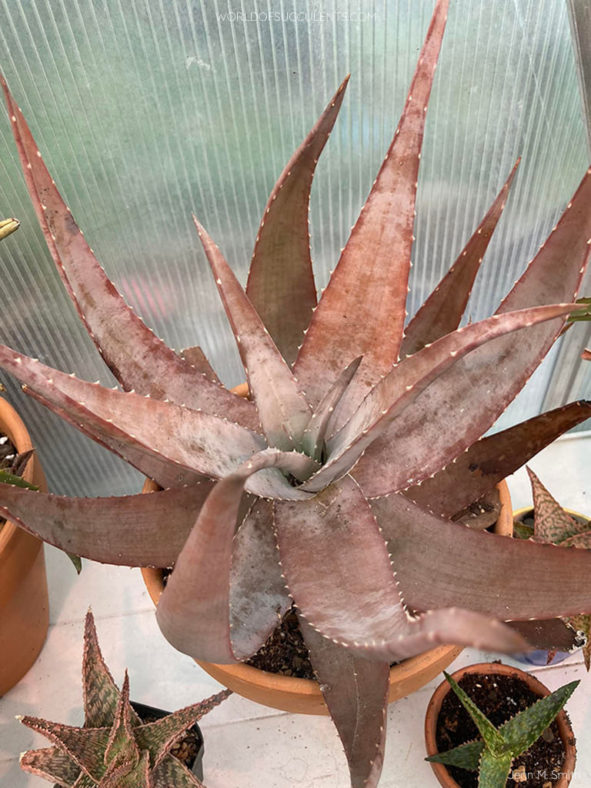 Aloe chabaudii (Dwala Aloe)