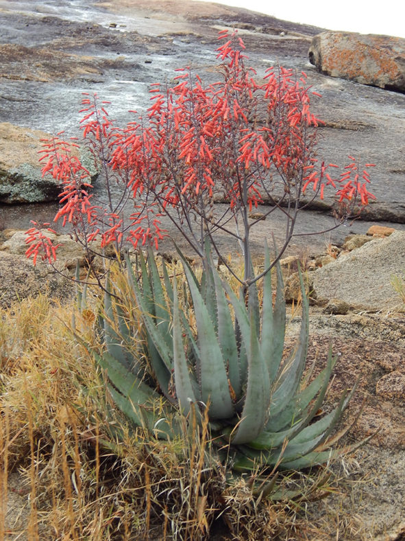 Aloe chabaudii (Dwala Aloe)