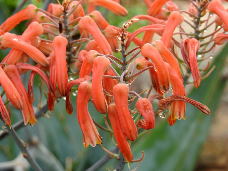 Aloe chabaudii (Dwala Aloe)