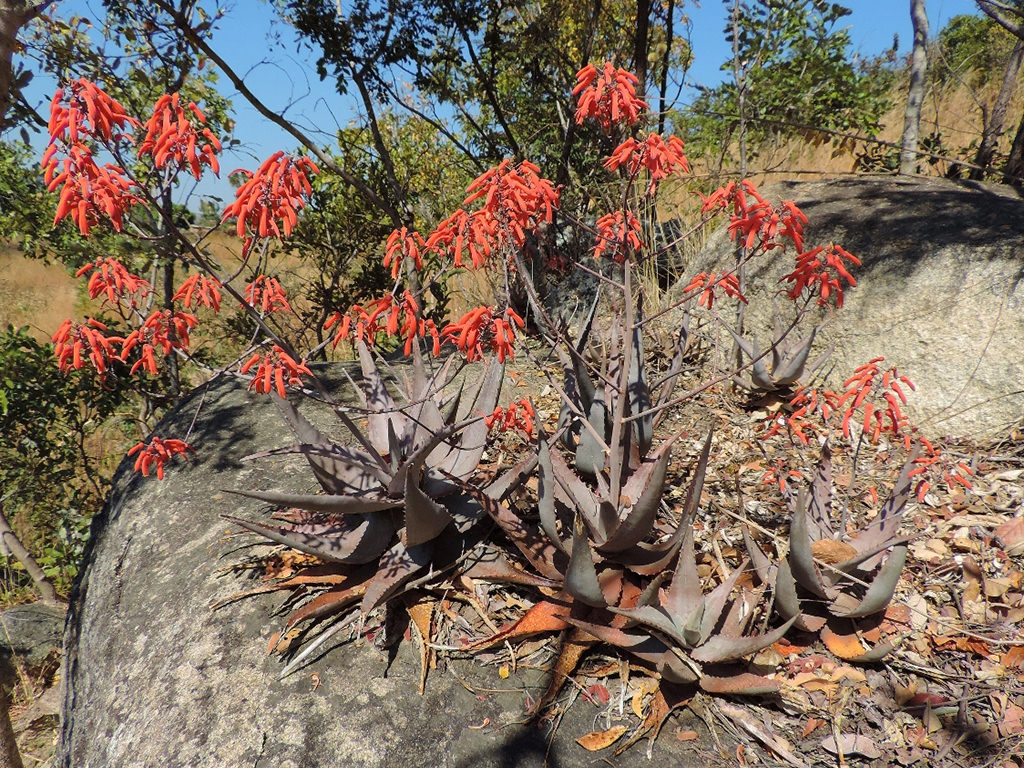 Aloe chabaudii (Dwala Aloe)