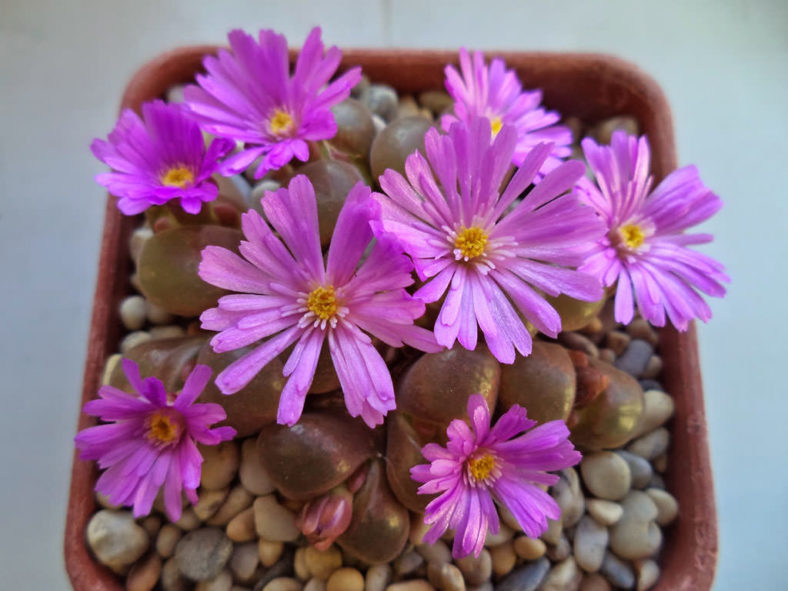 Conophytum praesectum