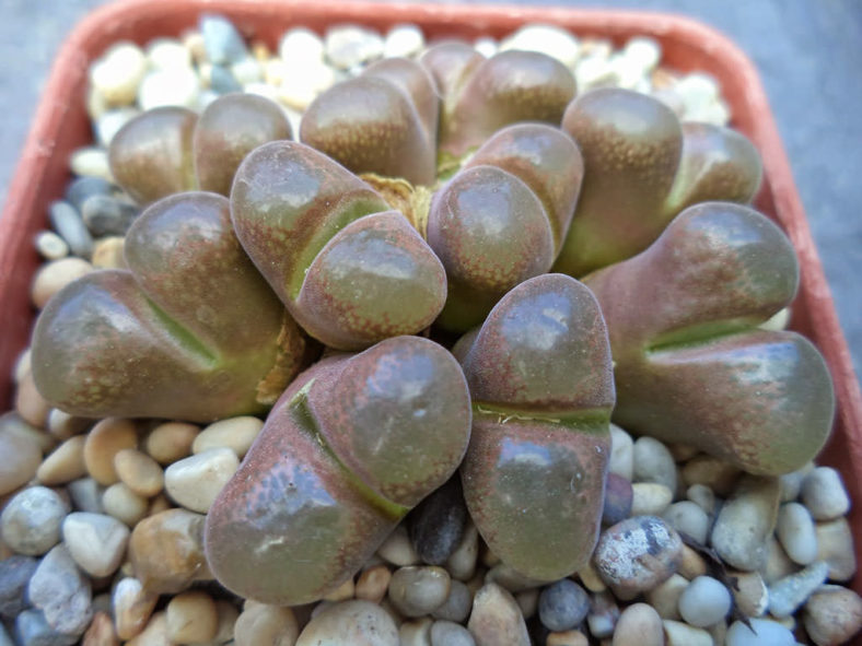 Conophytum praesectum