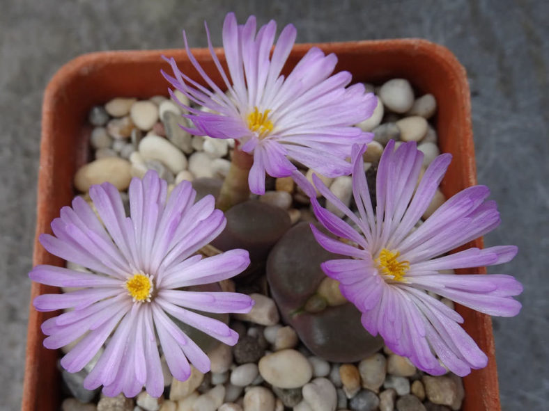 Conophytum praesectum