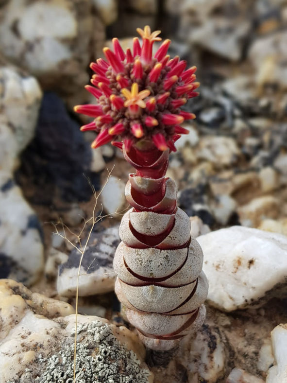 Crassula columnaris subsp. prolifera