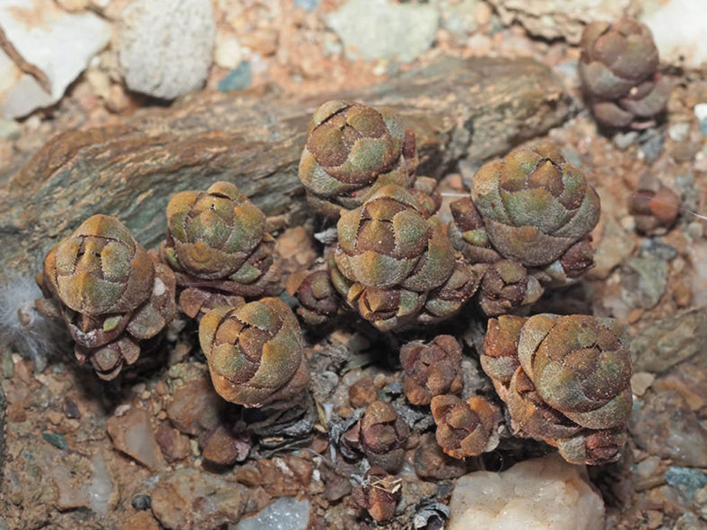 Crassula columnaris subsp. prolifera