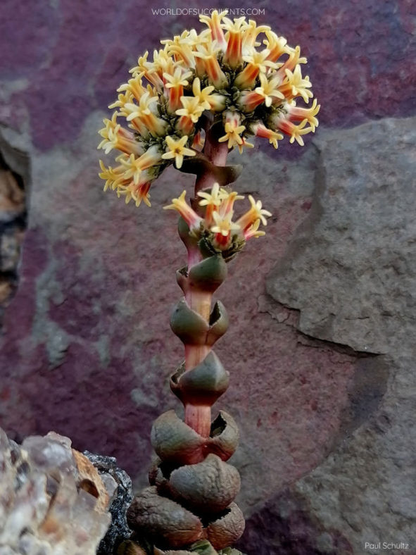 Crassula columnaris subsp. prolifera