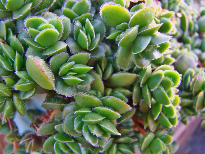 Crassula lanuginosa var. pachystemon 'David'