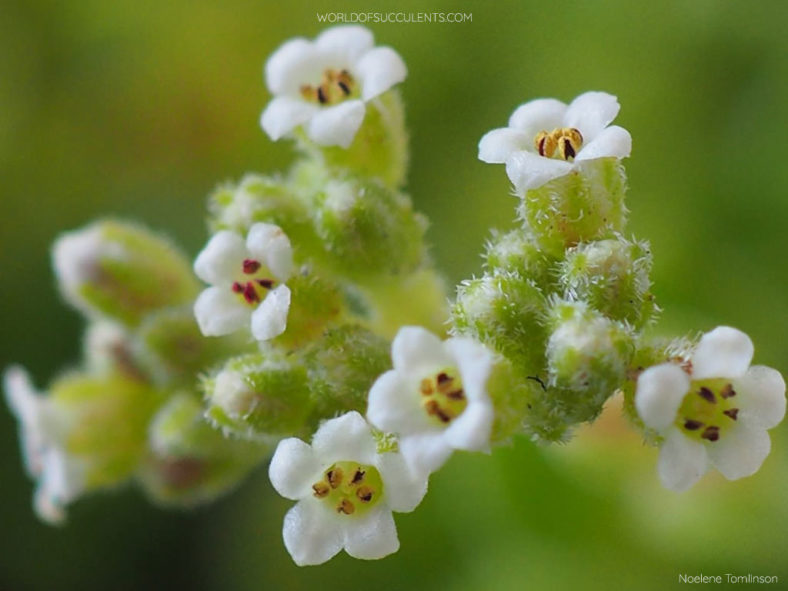 Crassula lanuginosa var. pachystemon 'David'