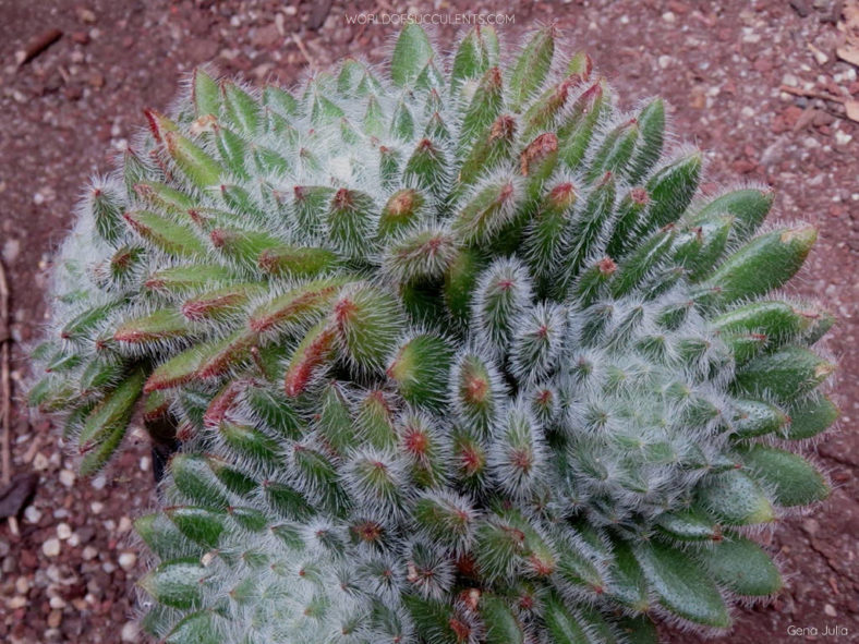 Echeveria setosa var. minor