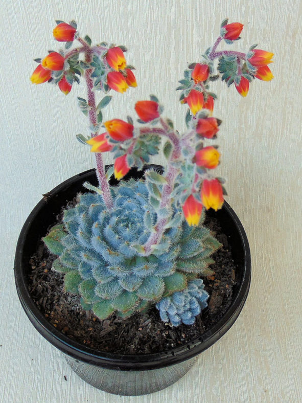 Echeveria setosa var. minor