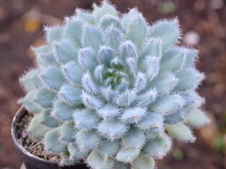 Echeveria setosa var. minor