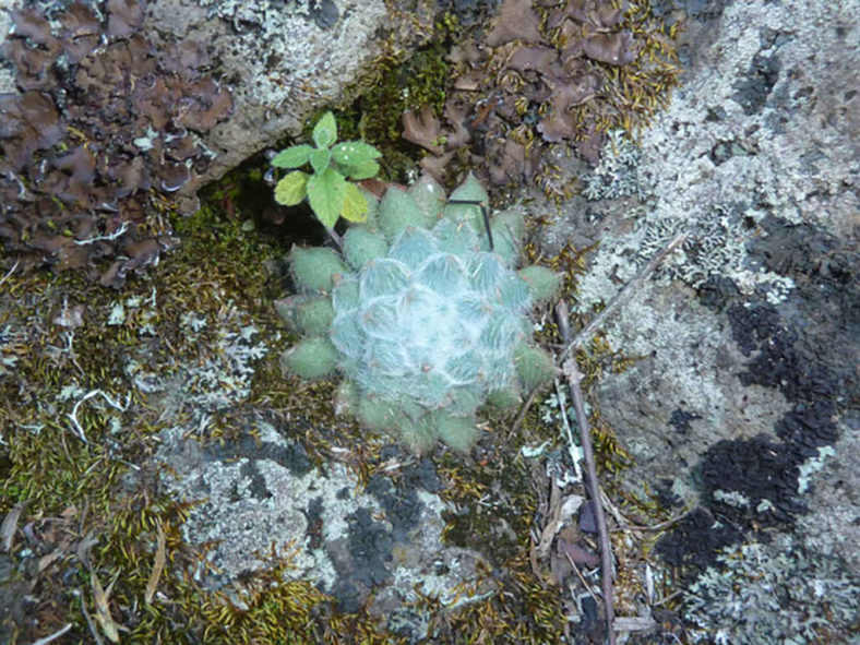 Echeveria setosa var. minor